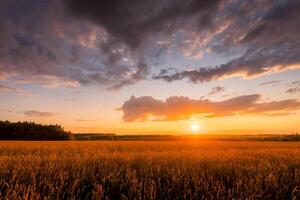 Sunset on the field with young golden wheat or rye with cloudy sky. photo