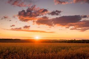 Sunset on the field with young golden wheat or rye with cloudy sky. photo