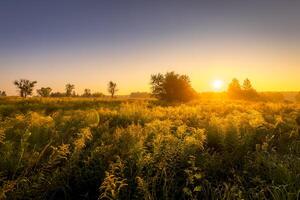 Sunrise on a field covered with flowers in summer morning with fog. photo