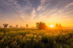 Sunrise on a field covered with flowers in summer morning with fog. photo