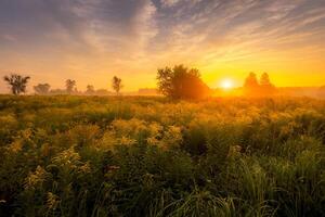 Sunrise on a field covered with flowers in summer morning with fog. photo