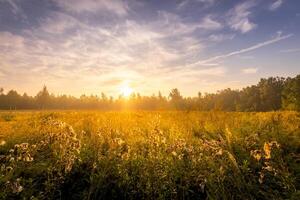 Sunrise on a field covered with flowers in summer morning with fog. photo