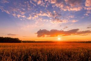 Scene of sunset on the field with young rye or wheat in the summer with a cloudy sky background. photo