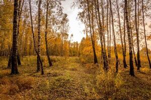abedul bosque en un soleado dorado otoño noche. foto