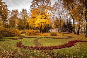 Leaf fall in the park in autumn with maples. photo
