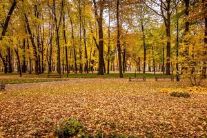 Leaf fall in the park in autumn with maples. photo