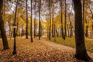 Leaf fall in the park in autumn with maples. photo