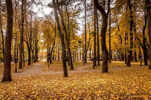 Leaf fall in the park in autumn with maples. photo