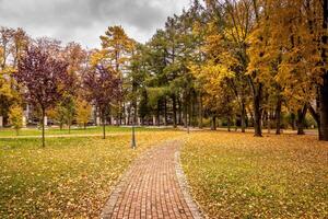 Leaf fall in the park in autumn with maples. photo