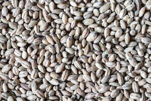 Barley grains background or texture. Healthy vegeterian food. photo