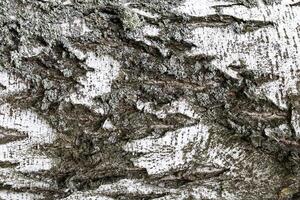 The bark of old birch tree texture. photo