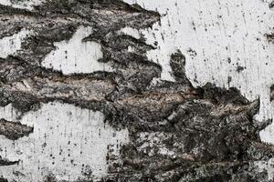 The bark of old birch tree texture. photo