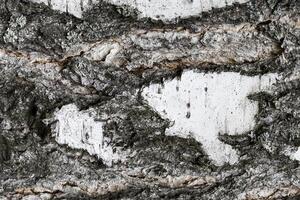 The bark of old birch tree texture. photo