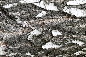 The bark of old birch tree texture. photo