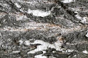 The bark of old birch tree texture. photo