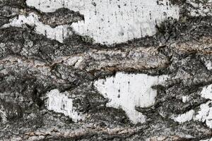 The bark of old birch tree texture. photo