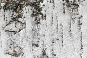 The bark of old birch tree texture. photo