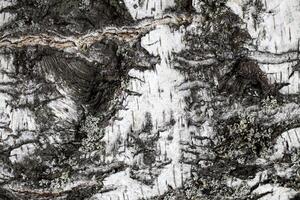 The bark of old birch tree texture. photo