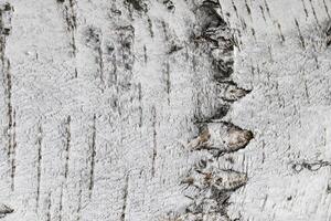 The bark of old birch tree texture. photo