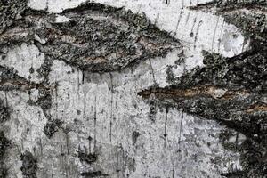 The bark of old birch tree texture. photo