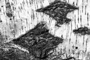 The bark of old birch tree texture. photo
