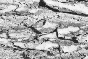 The bark of old pine tree texture. photo
