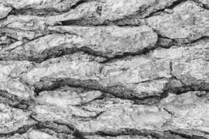 Monochrome bark of pine tree texture. photo