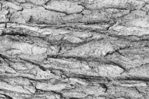 Monochrome bark of pine tree texture. photo