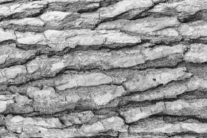 Monochrome bark of pine tree texture. photo