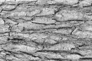 Monochrome bark of pine tree texture. photo