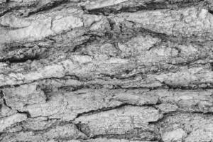 Monochrome bark of pine tree texture. photo