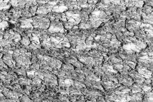 Monochrome bark of pine tree texture. photo