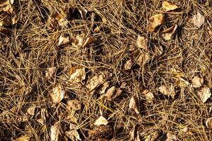Texture of fallen needles and leaves in autumn. photo