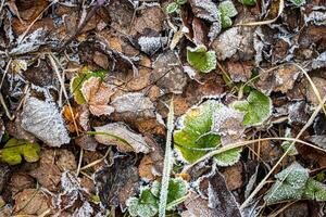 Brown fallen leaves covered with hoarfrost in late autumn or early winter. photo