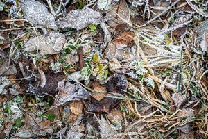 Brown fallen leaves covered with hoarfrost in late autumn or early winter. photo