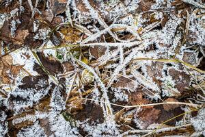 Brown fallen leaves covered with hoarfrost in late autumn or early winter. photo