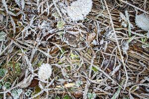 Brown fallen leaves covered with hoarfrost in late autumn or early winter. photo