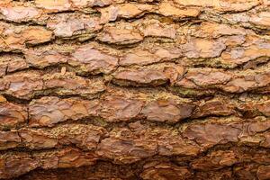 tree bark background, old bark, wooden bark, old tree bark, tree bark, tree bark photo, bark photo, pine bark, tree photo, forest tree bark, tree texture, bark texture, tree bark, tree bark texture photo