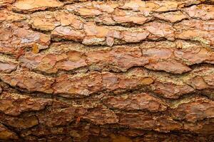 tree bark background, old bark, wooden bark, old tree bark, tree bark, tree bark photo, bark photo, pine bark, tree photo, forest tree bark, tree texture, bark texture, tree bark, tree bark texture photo
