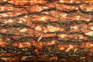 the bark of pine tree photo