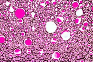 Top view on colorful drops of oil on the water. Circles and ovals. Abstract pink background for design. photo