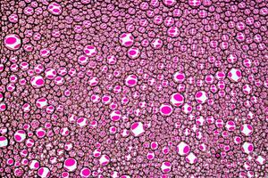 Top view on colorful drops of oil on the water. Circles and ovals. Abstract pink background for design. photo