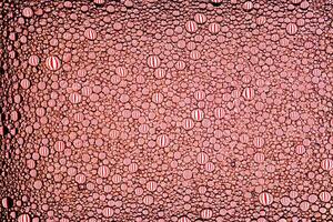 Top view on colorful drops of oil on the water. Circles and ovals. Abstract red background for design. photo