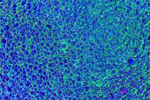 Top view on a colorful drops of oil on the water. Rainbow or spectrum colored circles, ovals. photo