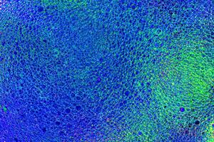 Top view on a colorful drops of oil on the water. Rainbow or spectrum colored circles, ovals. photo