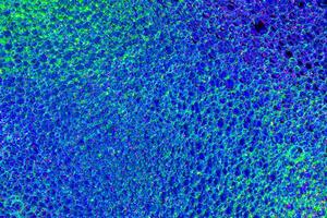 Top view on a colorful drops of oil on the water. Rainbow or spectrum colored circles, ovals. photo