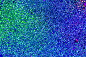 Top view on a colorful drops of oil on the water. Rainbow or spectrum colored circles, ovals. photo