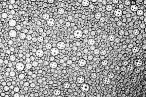 Black and white drops of oil on the water. Circles and ovals. Abstract background for design. photo