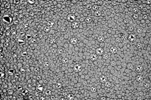 Black and white drops of oil on the water. Circles and ovals. Abstract background for design. photo