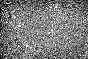 Black and white drops of oil on the water. Circles and ovals. Abstract background for design. photo